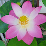 Yew Meng Chan